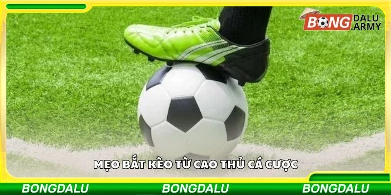 Mẹo bắt kèo từ cao thủ cá cược